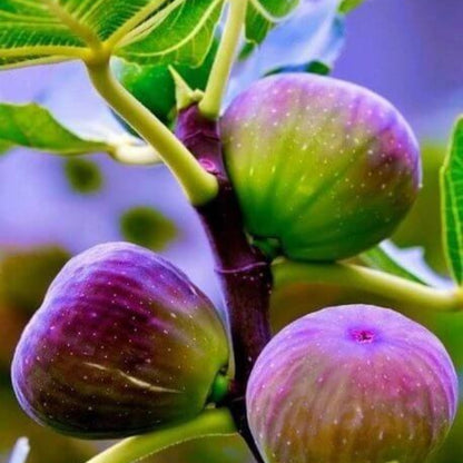 Fig Seeds For Planting - Heirloom Fruit Plant for Home Gardens