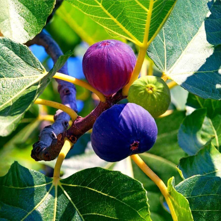 Fig Seeds For Planting - Heirloom Fruit Plant for Home Gardens