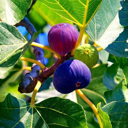 Fig Seeds For Planting - Heirloom Fruit Plant for Home Gardens