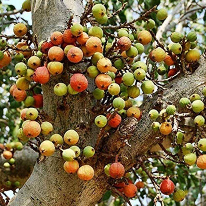 Fig Seeds For Planting - Heirloom Fruit Plant for Home Gardens