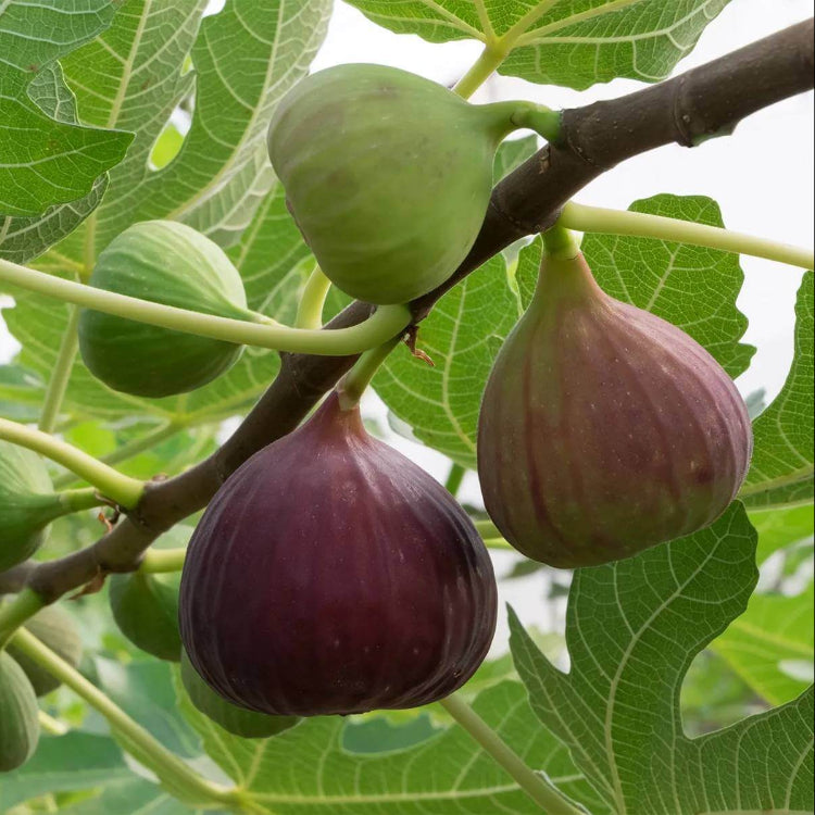 Fig Seeds For Planting - Heirloom Fruit Plant for Home Gardens