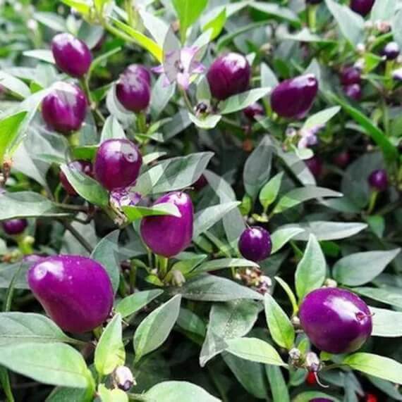 Filius Blue Pepper Seeds - Vegetable Plant