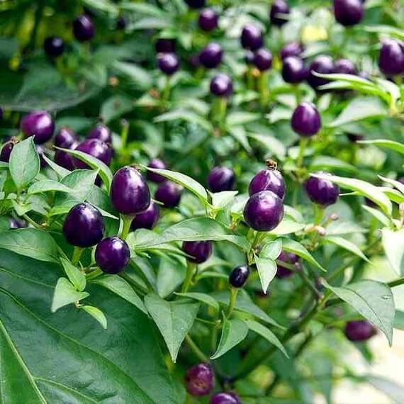 Filius Blue Pepper Seeds - Vegetable Plant