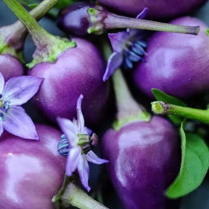 Filius Blue Pepper Seeds - Vegetable Plant