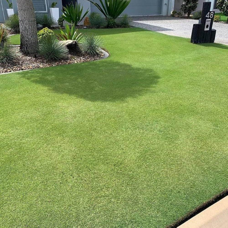 Fine Fescue Seeds - Ornamental Grass Seeds for Home Gardens