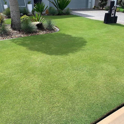 Fine Fescue Seeds - Ornamental Grass Seeds for Home Gardens