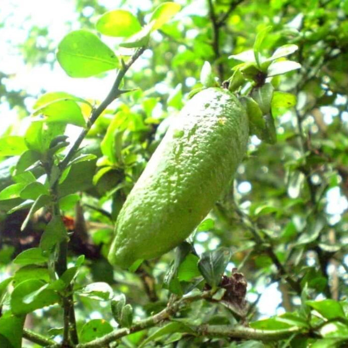 Finger Lime Seeds - Fruit Plant