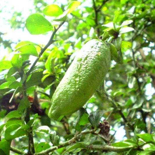 Finger Lime Seeds - Fruit Plant