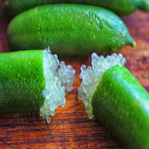 Finger Lime Seeds - Fruit Plant