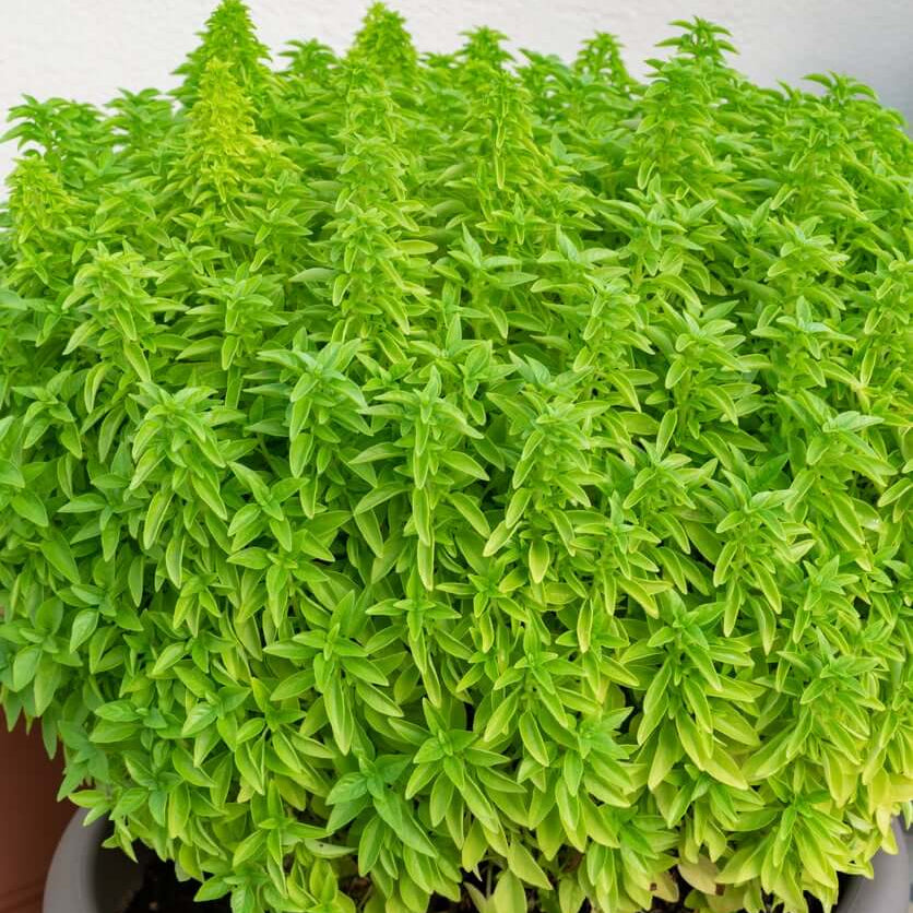 Fino Verde Basil Seeds - Herbal Plant