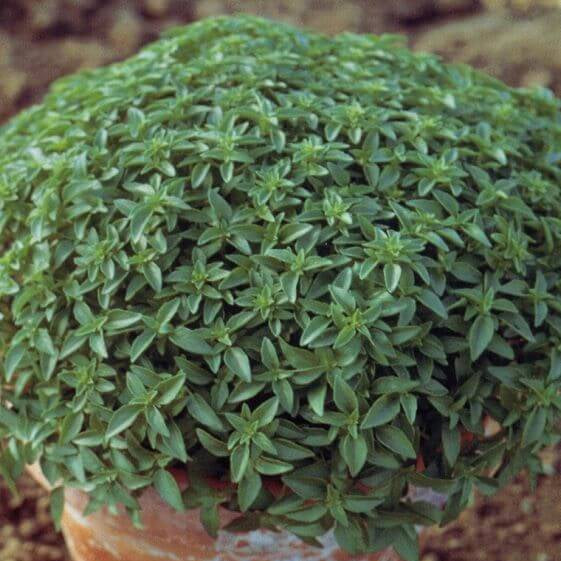 Fino Verde Basil Seeds - Herbal Plant