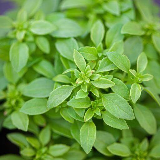 Fino Verde Basil Seeds - Herbal Plant