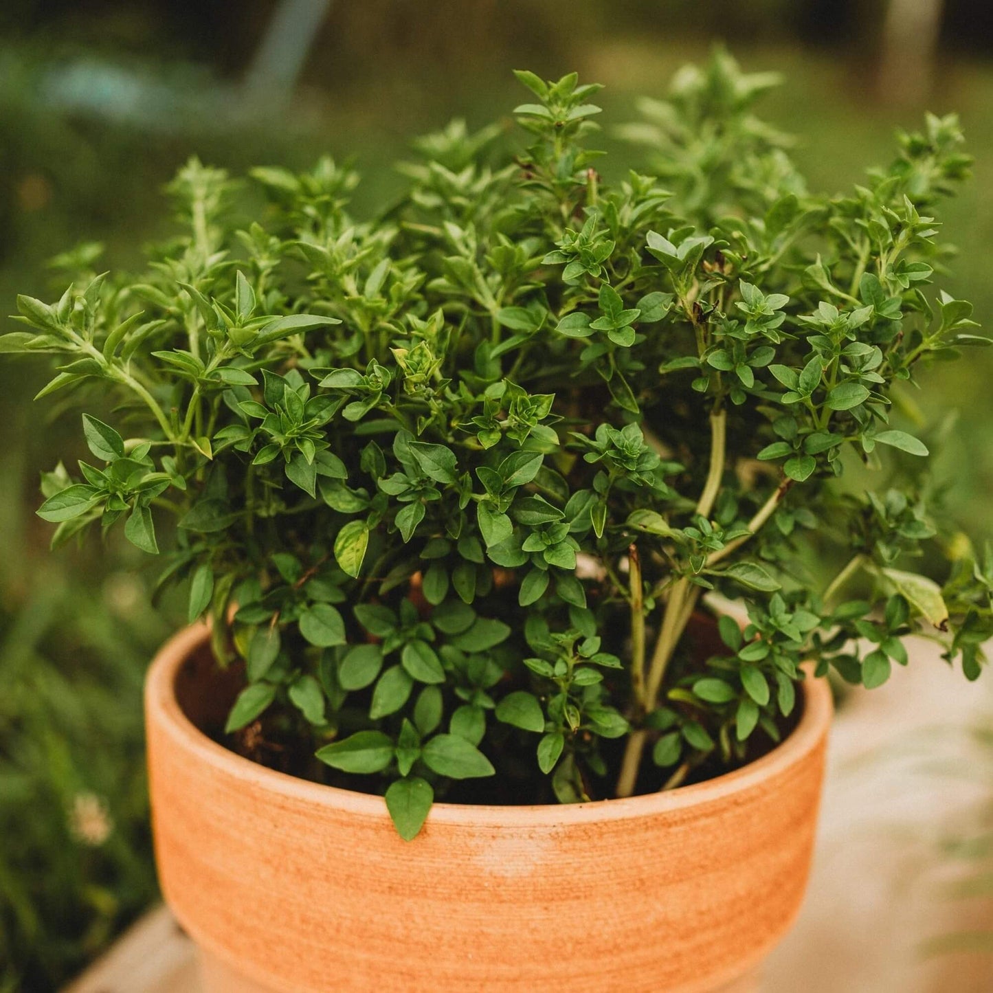Fino Verde Basil Seeds - Herbal Plant