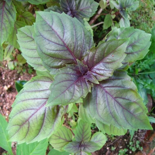 Fino Verde & Purple Ruffles Basil Seeds - Herbal Plant 