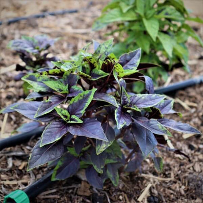 Fino Verde & Purple Ruffles Basil Seeds - Herbal Plant 