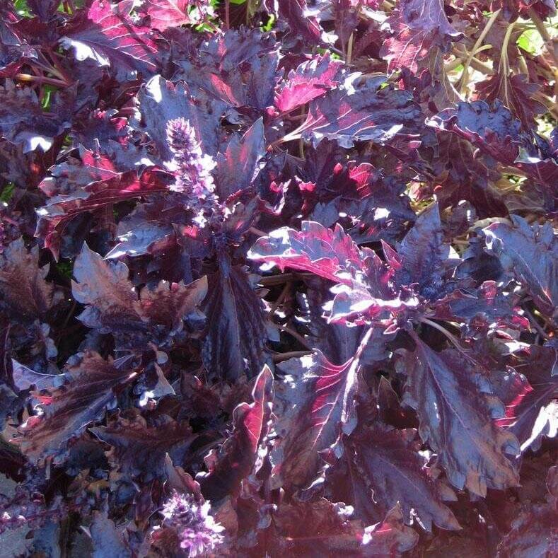 Fino Verde & Purple Ruffles Basil Seeds - Herbal Plant 