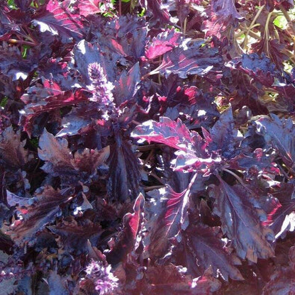 Fino Verde & Purple Ruffles Basil Seeds - Herbal Plant 