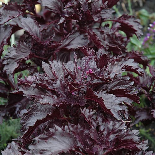 Fino Verde & Purple Ruffles Basil Seeds - Herbal Plant 