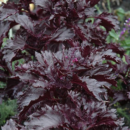 Fino Verde & Purple Ruffles Basil Seeds - Herbal Plant 