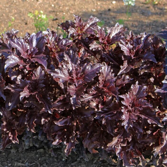 Fino Verde & Purple Ruffles Basil Seeds - Herbal Plant 