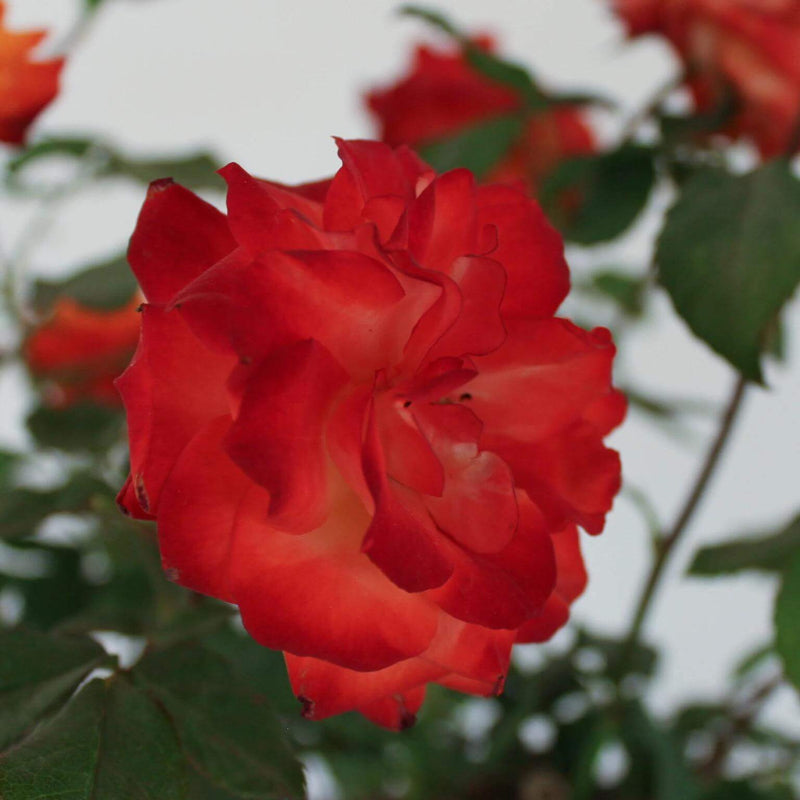 Fire Princess Miniature Rose Seeds - Heirloom Flower Plant for Home Gardens