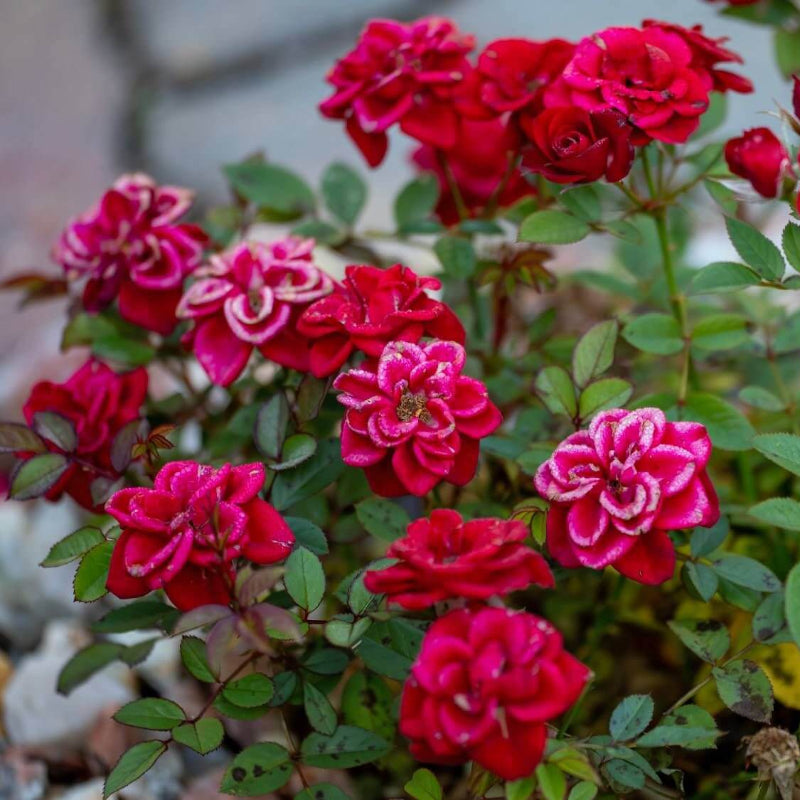 Fire Princess Miniature Rose Seeds - Heirloom Flower Plant for Home Gardens
