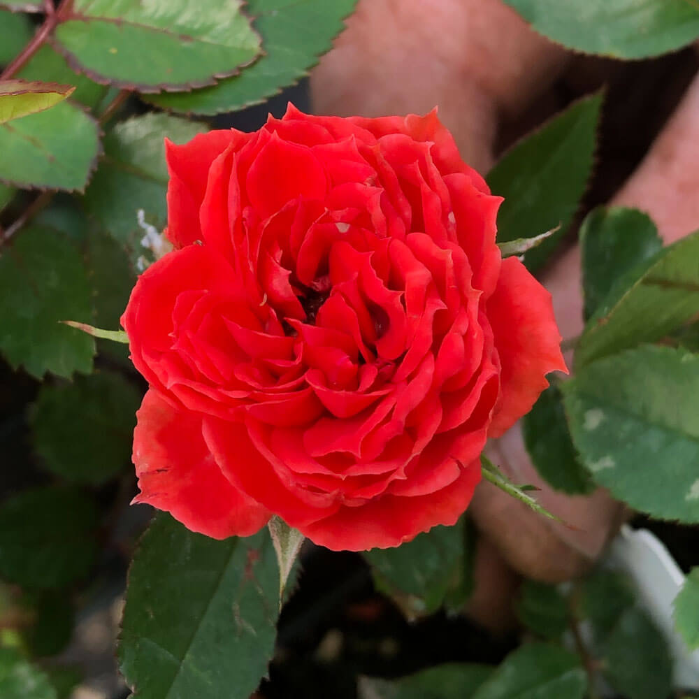 Fire Princess Miniature Rose Seeds - Heirloom Flower Plant for Home Gardens