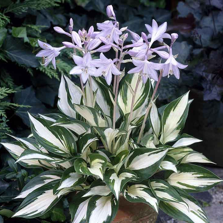  Fire and Ice Hosta Seeds