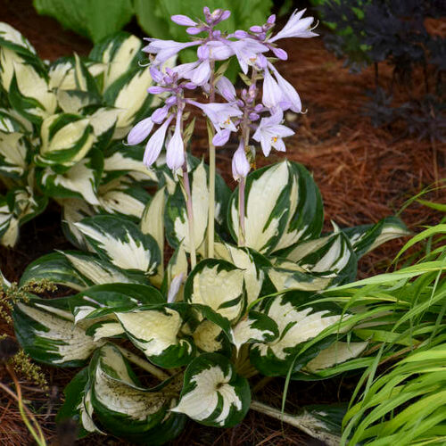  Fire and Ice Hosta Seeds