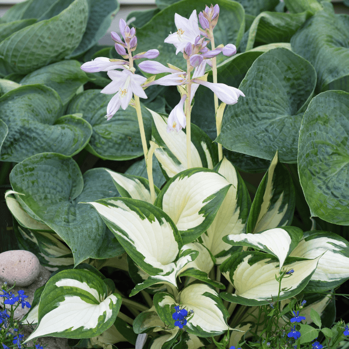  Fire and Ice Hosta Seeds