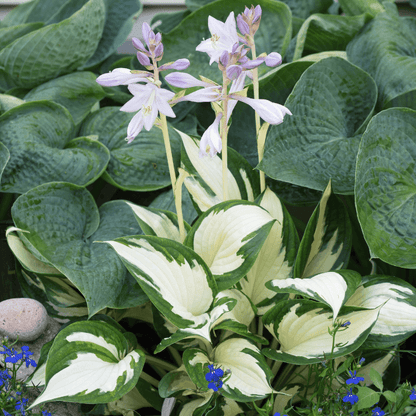  Fire and Ice Hosta Seeds