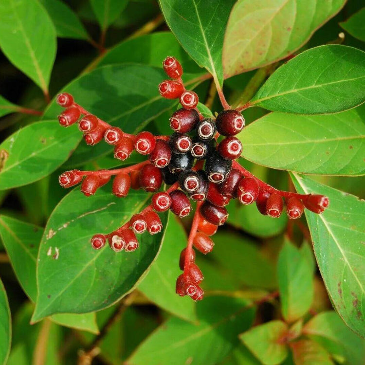 Firebush Seeds - Tropical Plant Seeds for Home Gardens