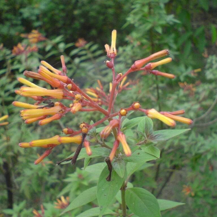Firebush Seeds - Tropical Plant Seeds for Home Gardens
