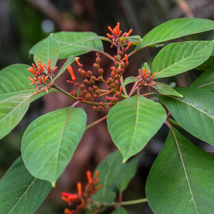 Firebush Seeds - Tropical Plant Seeds for Home Gardens