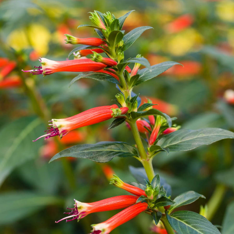 Firecracker Cigar Plant Seeds 