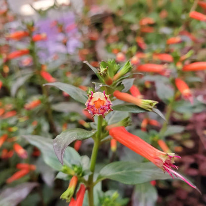 Firecracker Cigar Plant Seeds 