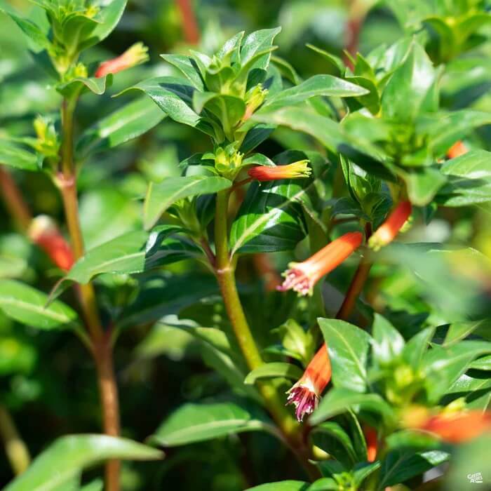 Firecracker Cigar Plant Seeds 