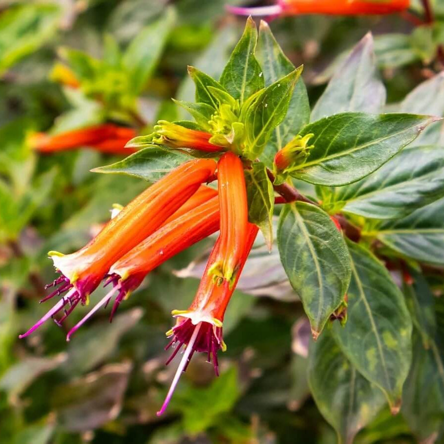 Firecracker Cigar Plant Seeds 