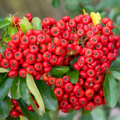 Firethorn Seeds - Heirloom Fruit Plant for Home Gardens