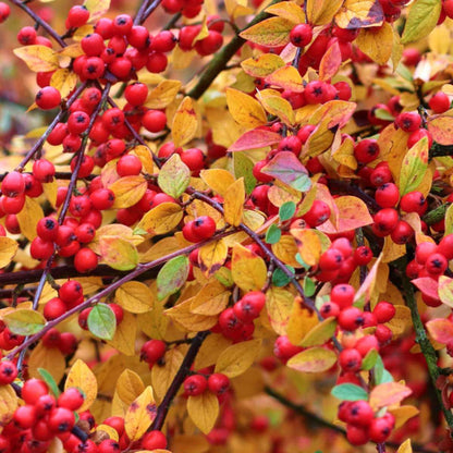 Firethorn Seeds - Heirloom Fruit Plant for Home Gardens