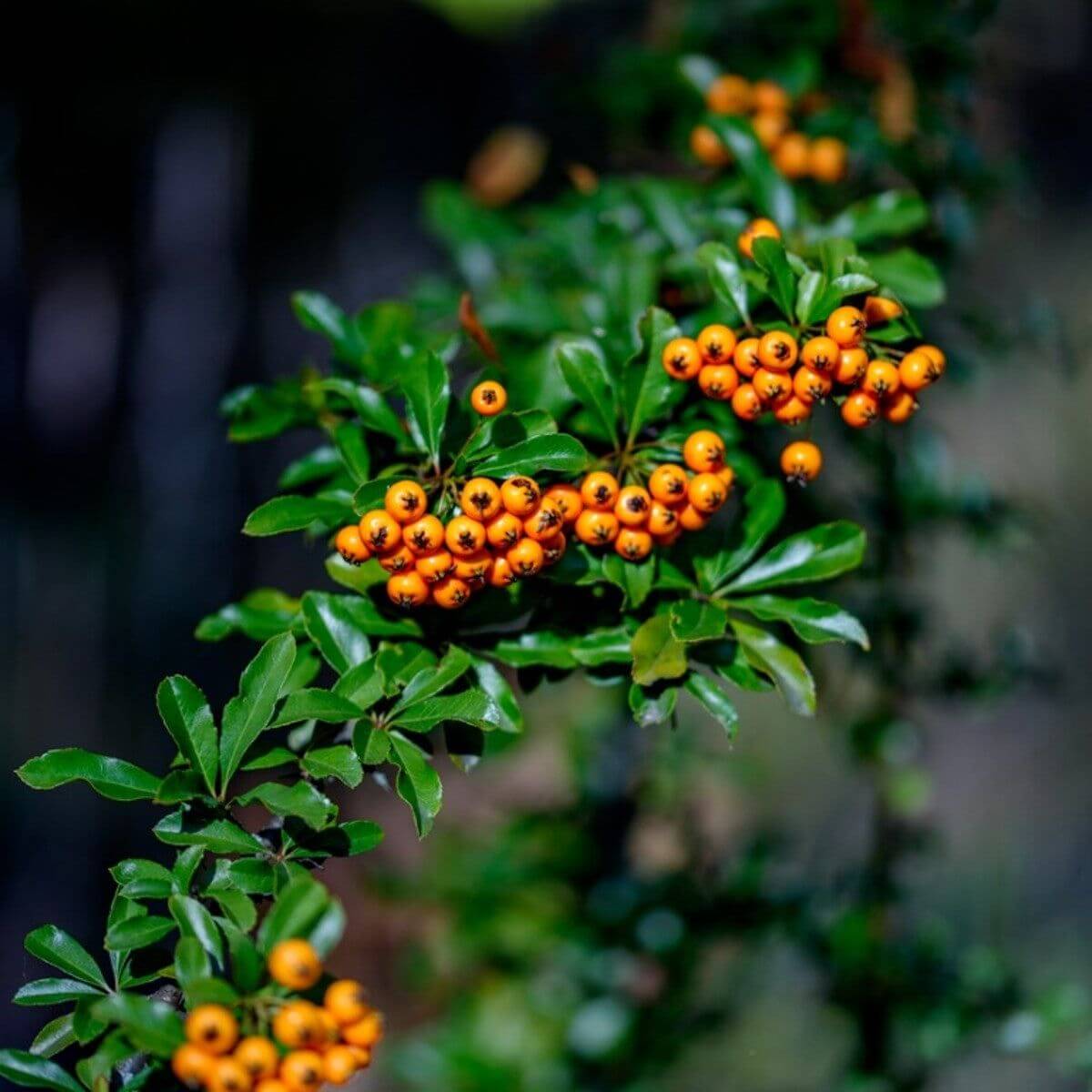 Firethorn Seeds - Heirloom Fruit Plant for Home Gardens