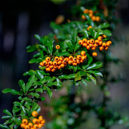 Firethorn Seeds - Heirloom Fruit Plant for Home Gardens