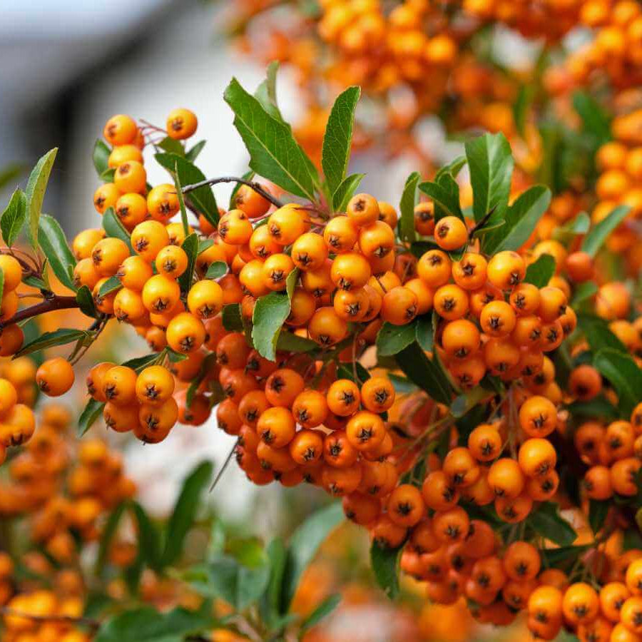 Firethorn Seeds - Heirloom Fruit Plant for Home Gardens