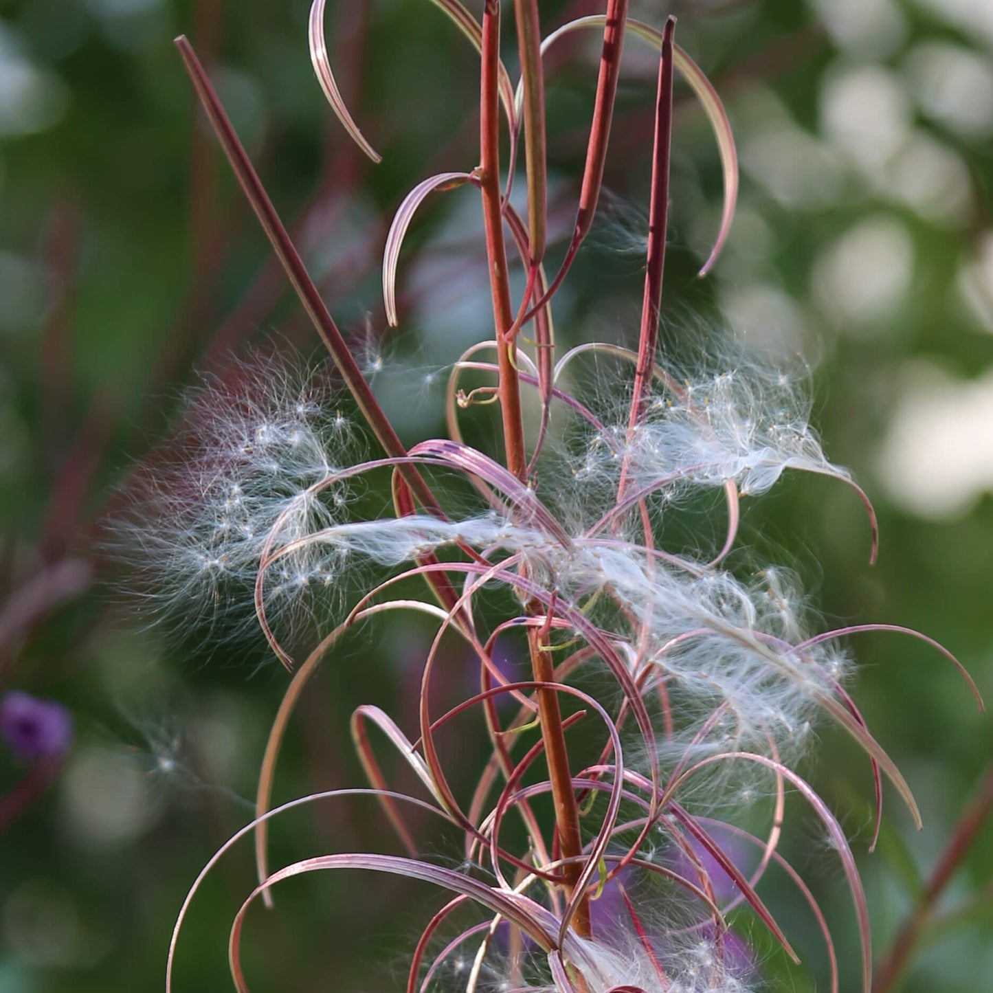 Fireweed Seeds 