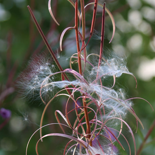 Fireweed Seeds 