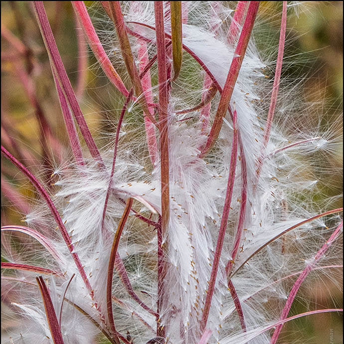 Fireweed Seeds 