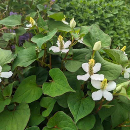 Fish Mint Seeds - Herbal Plant