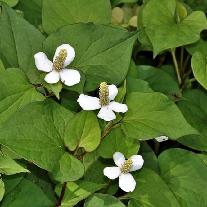 Fish Mint Seeds - Herbal Plant