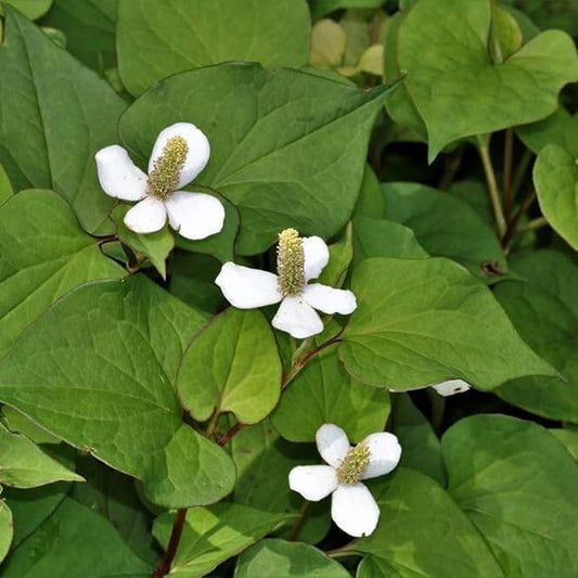 Fish Mint Seeds - Herbal Plant