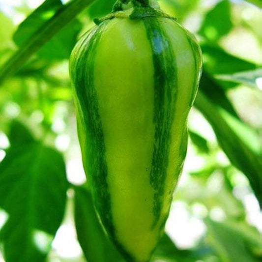 Fish Pepper Seeds - Vegetable Plant